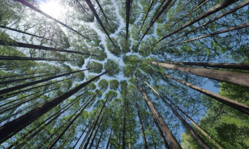Inversión verde: Nueva taxonomía UE