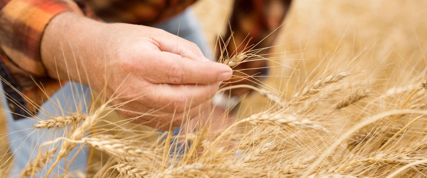 Hombre controlando campo sembrado con trigo