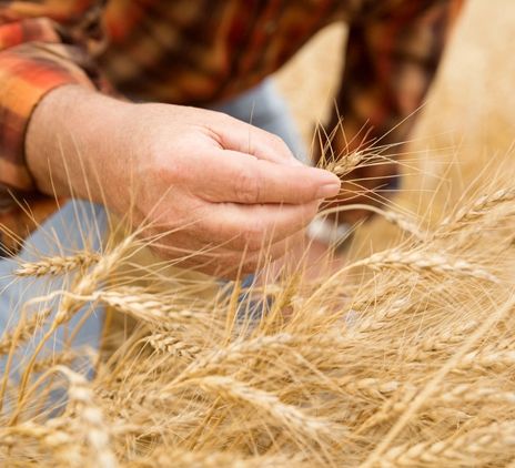 Hombre controlando campo sembrado con trigo