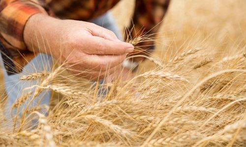 Hombre controlando campo sembrado con trigo