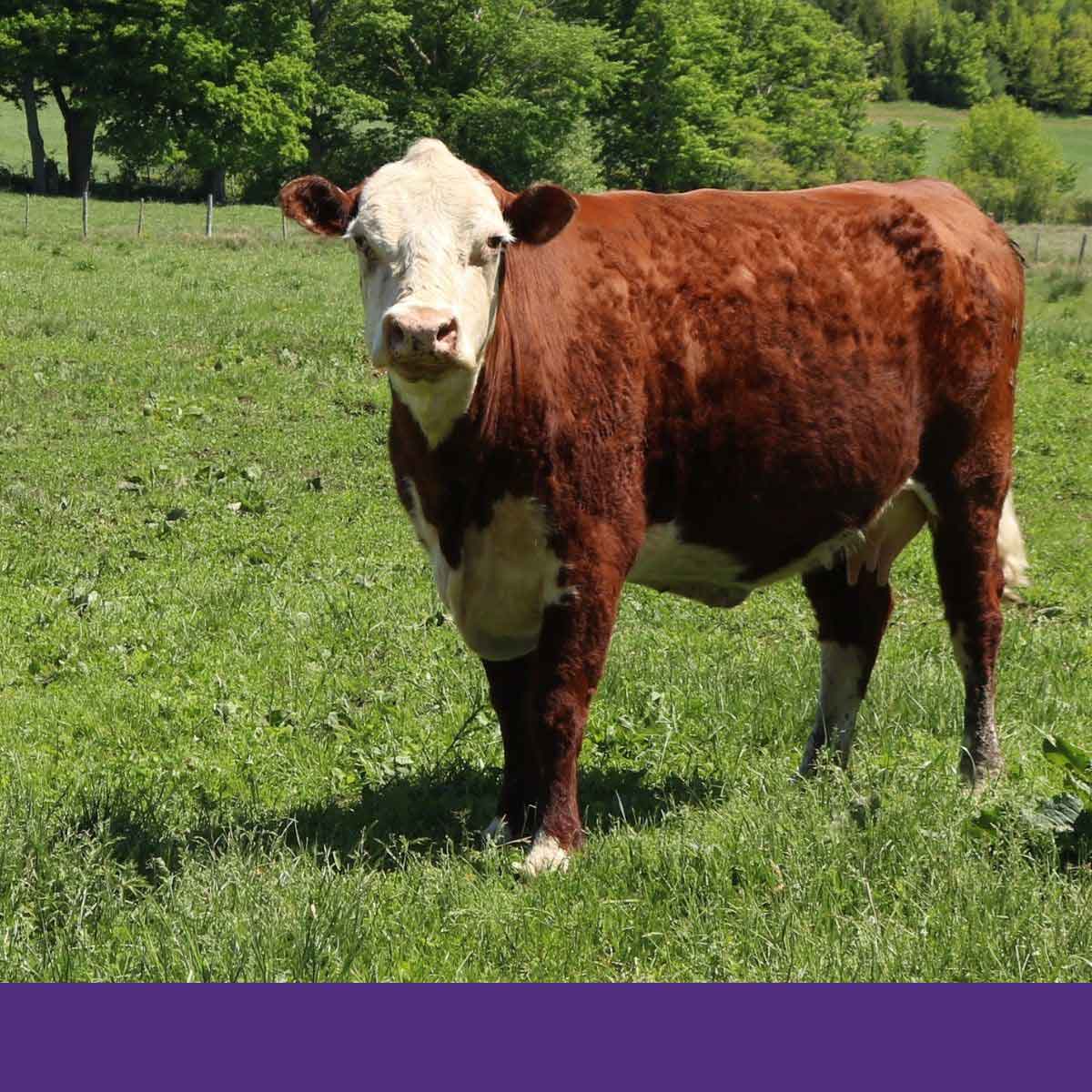 Agribusiness