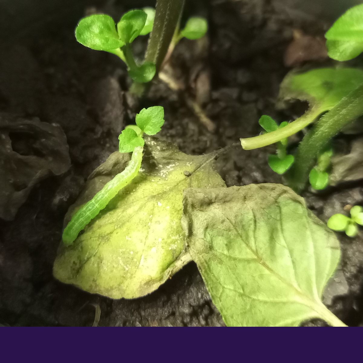 GT in the Community 2024